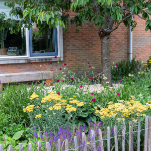 Kleurrijke voortuin
